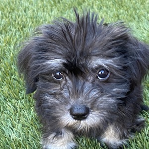 Fundraising Page: Michaels Family